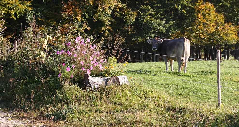 A cow stands in a grassy field, separated by a wire fence from a cluster of vibrant pink flowers and a weathered log.