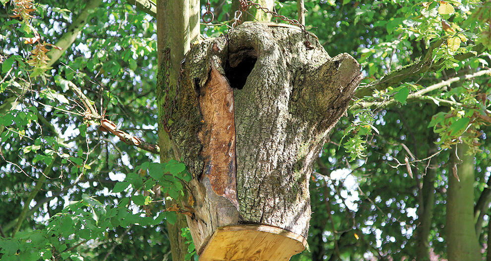 A hollowed-out tree trunk with a wooden platform and chains, surrounded by green leaves and branches.