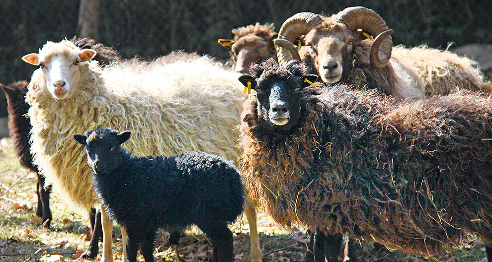 Several sheep of varying colors and coat types are standing together in a field.